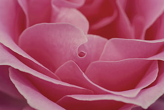 Macro Close-Up of Soft Pink Rose Petals