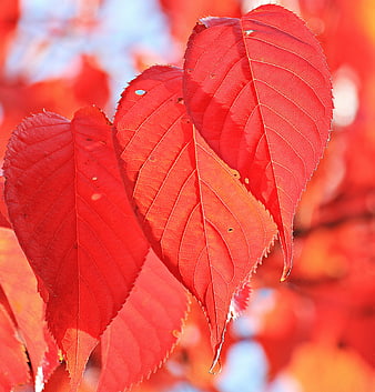 Vibrant Red Autumn Leaves Close Up