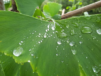 Close-up of green ginkgo leaf with water droplets