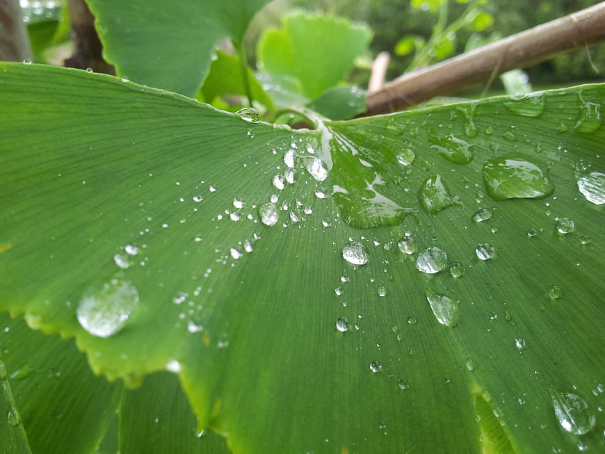 Close-up of green ginkgo leaf with water droplets