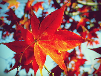 Vibrant Red Maple Leaf Backlit by Sunlight in Autumn