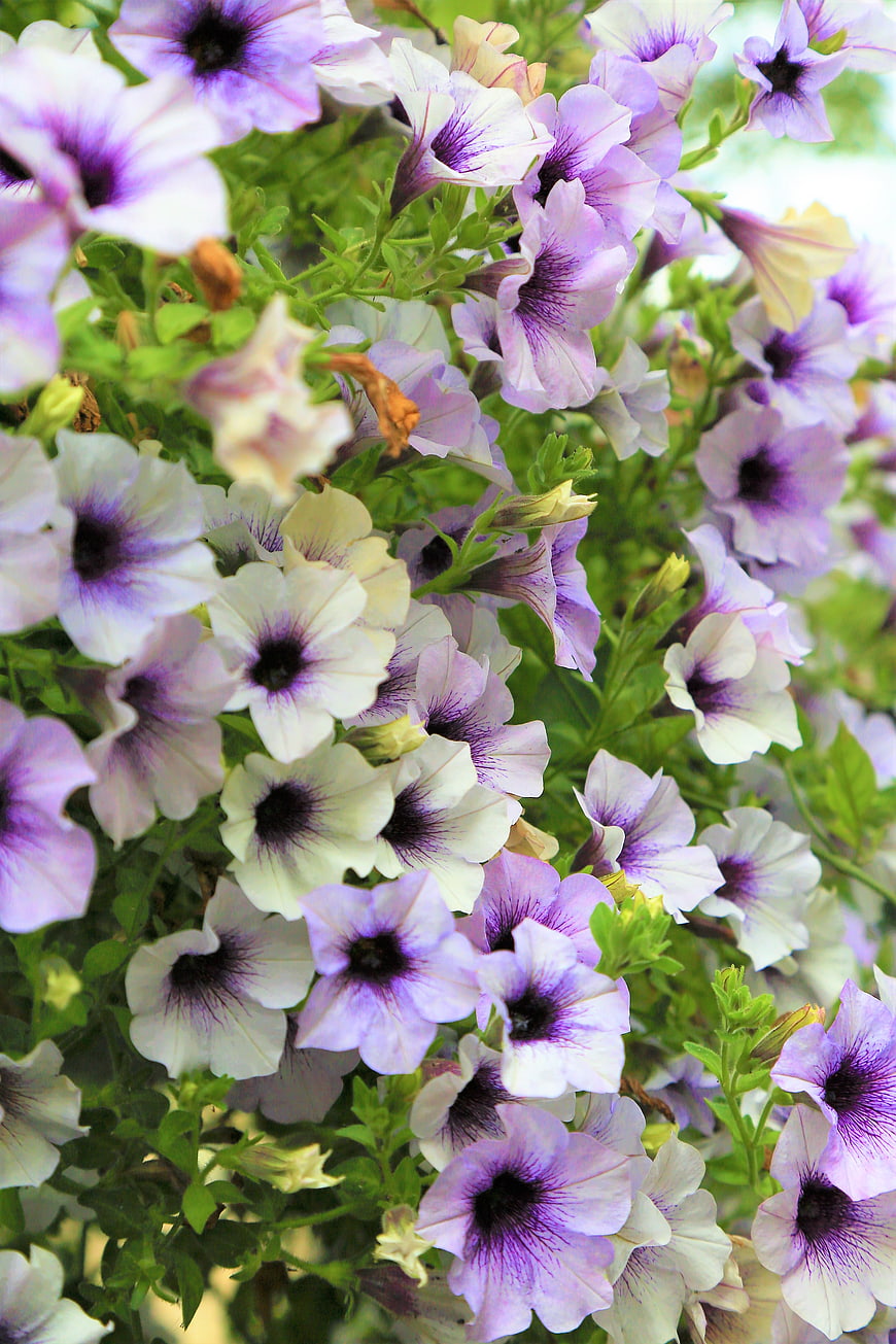 Close-up of purple and white petunia flowers in bloom