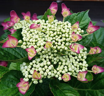 Close-up of pink and green hydrangea flower bud
