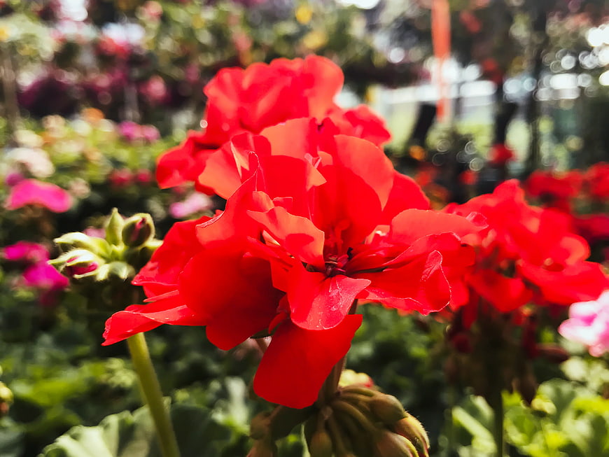Vibrant Red Geranium Flower Close-Up in Garden