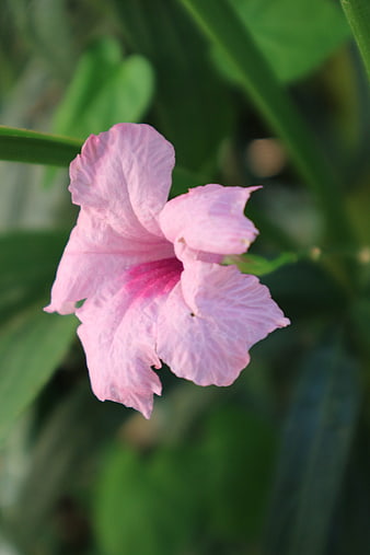 Close-up of a delicate pink flower with green foliage background
