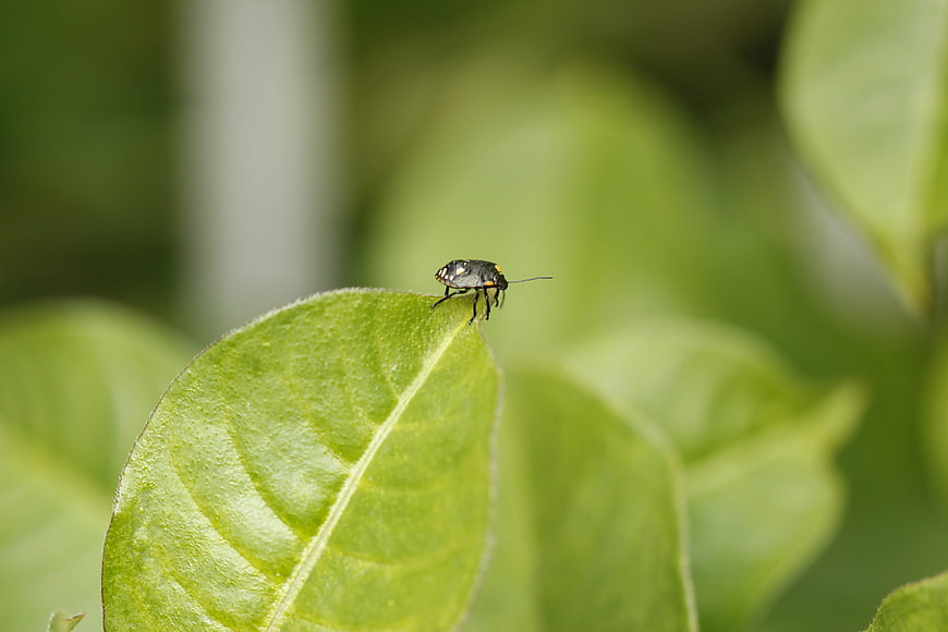 Close-up of a small black beetle on a green leaf