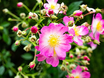 Close-up of vibrant pink wild rose flowers in bloom