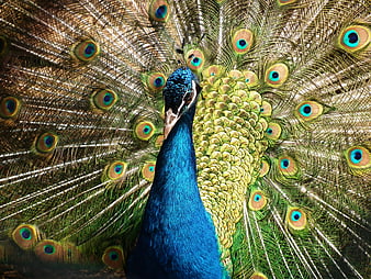Vibrant Peacock Displaying Iridescent Feathers in Full Fan