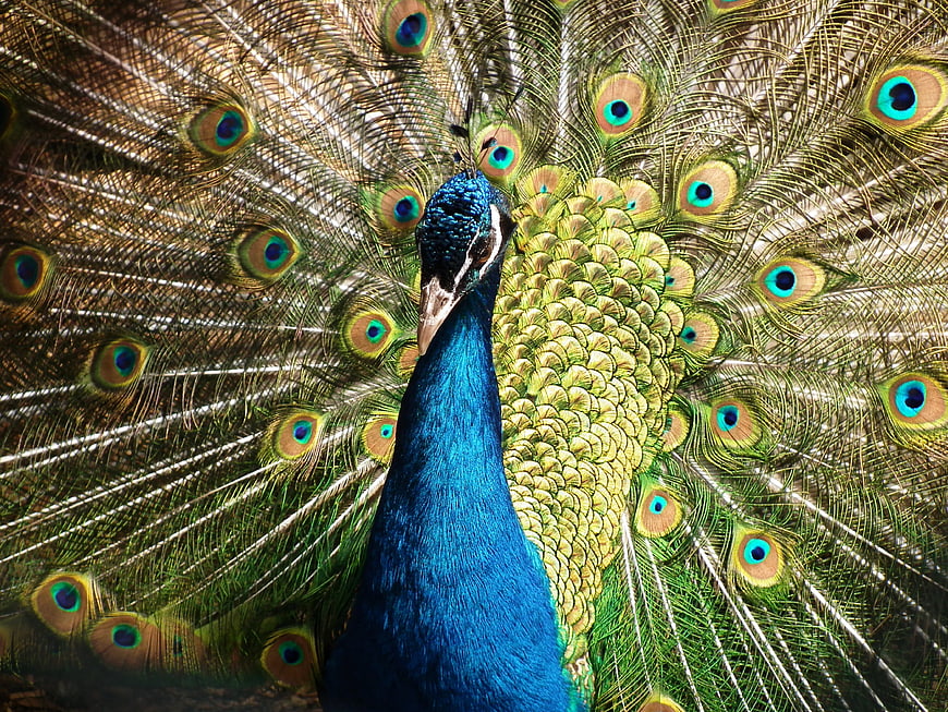Vibrant Peacock Displaying Iridescent Feathers in Full Fan