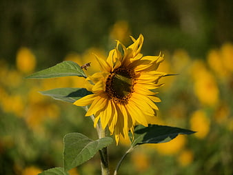 Sunflower with Bee in Summer Field