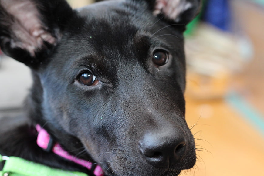 Close-up portrait of a black dog with expressive brown eyes