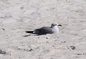 Resting Herring Gull on White Sandy Beach