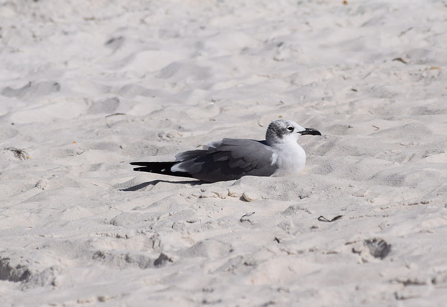 Resting Herring Gull on White Sandy Beach