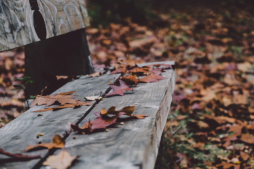 Weathered Wooden Bench with Autumn Leaves in Forest