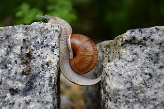 Close-up of a snail climbing over a stone wall gap