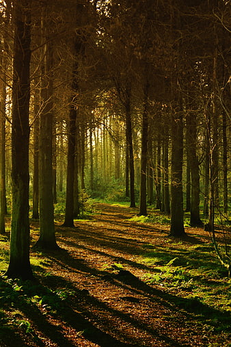 Sunlit Forest Path with Long Shadows and Golden Light