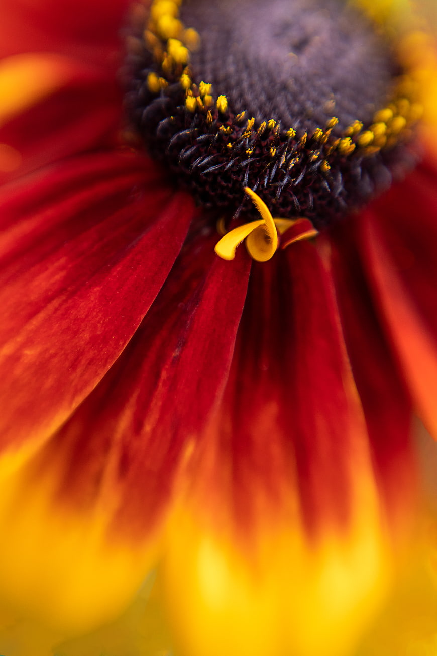 Macro Close-Up of Red and Yellow Flower Petals