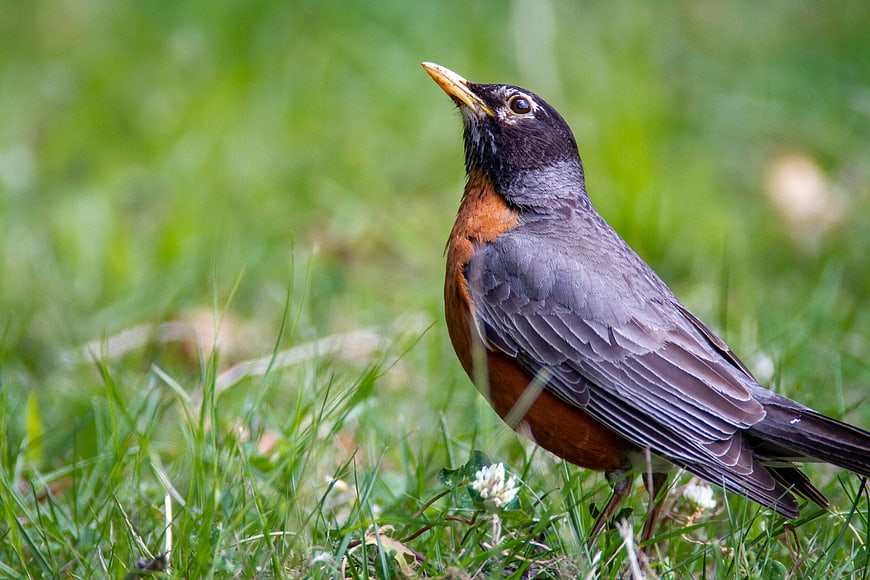 American Robin Bird Standing in Green Grass
