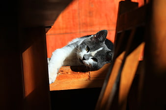 Gray and white cat resting on wooden stairs in sunlight