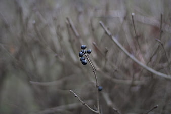 Close-up of dark berries on a twig in winter