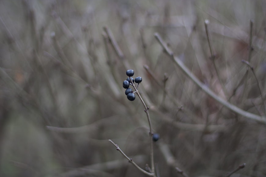 Close-up of dark berries on a twig in winter