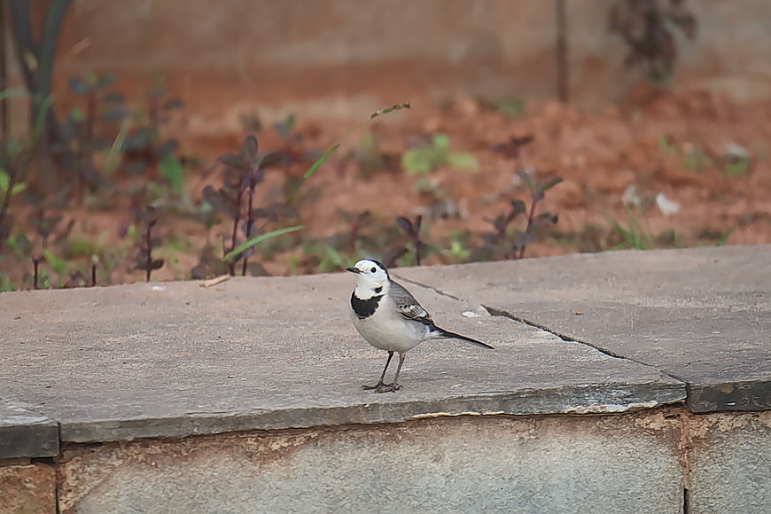White Wagtail Bird Standing on Concrete Ledge