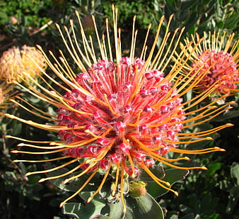 Close-up of vibrant red and yellow pincushion protea flower