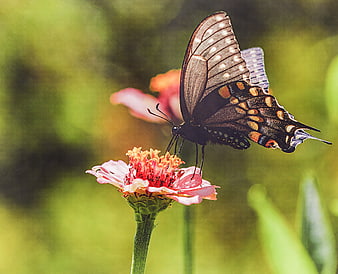 Black Swallowtail Butterfly on Pink Zinnia Flower