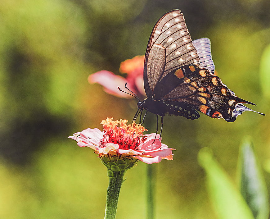 Black Swallowtail Butterfly on Pink Zinnia Flower