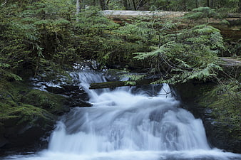 Serene Forest Waterfall with Long Exposure Flowing Water