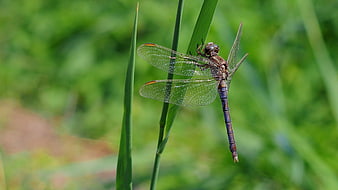Dragonfly perched on green grass blade in nature
