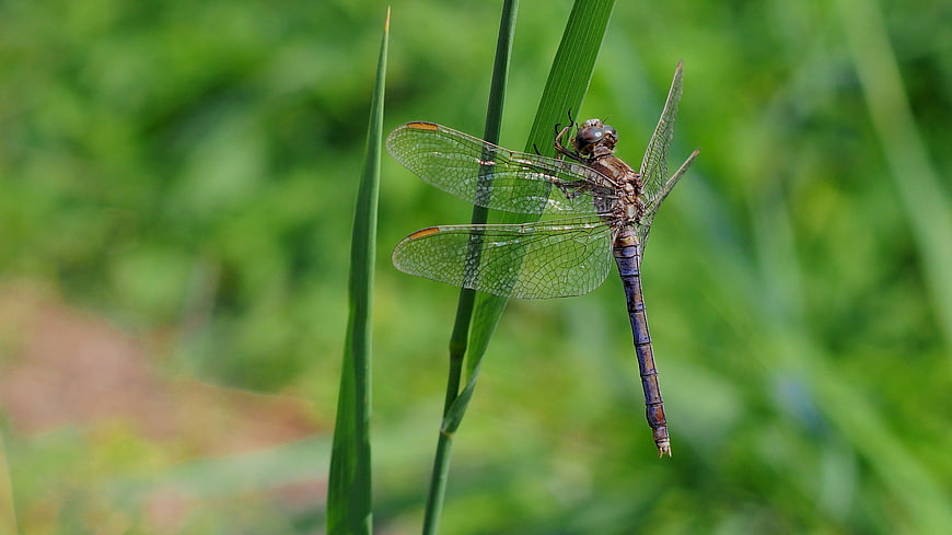 Dragonfly perched on green grass blade in nature