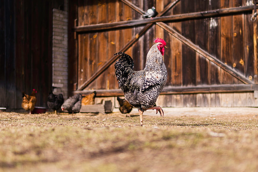 Speckled Rooster Walking in Farmyard with Barn Background