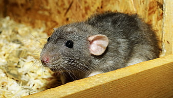 Close-up of a gray pet rat in a wooden enclosure with wood shavings