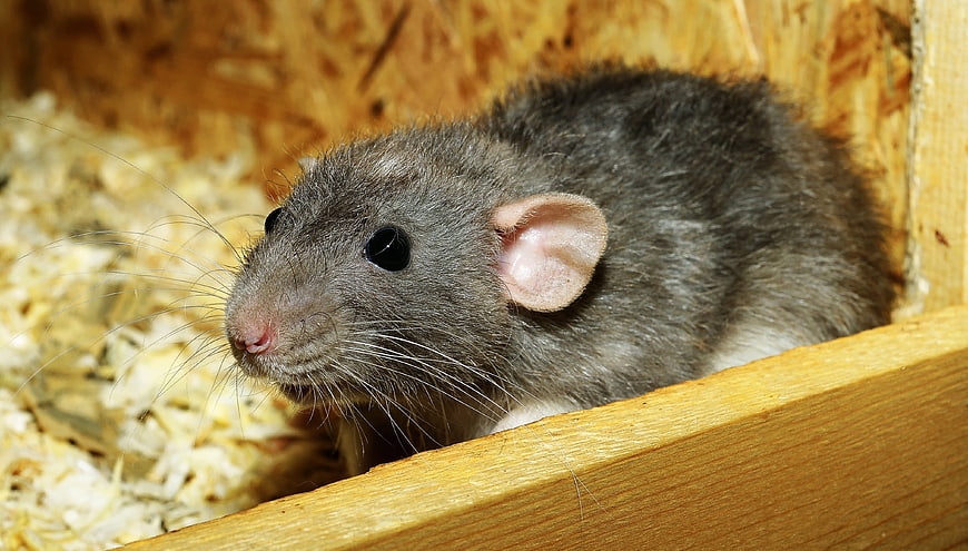 Close-up of a gray pet rat in a wooden enclosure with wood shavings
