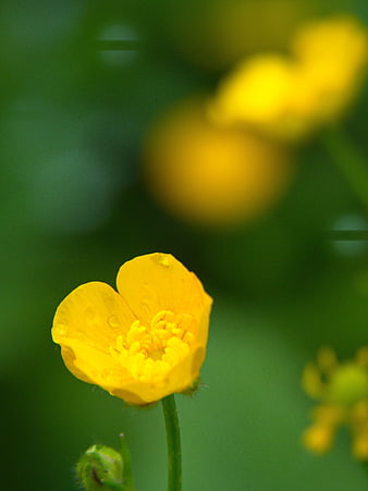Close-up of a yellow buttercup flower with water droplets