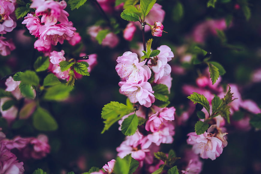 Close-up of pink cherry blossoms with green leaves