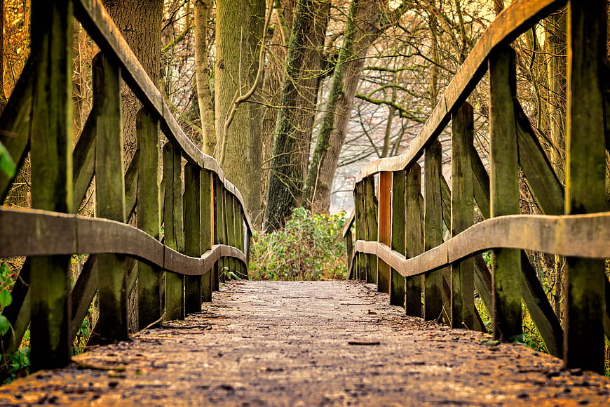 Low angle view of rustic wooden bridge in autumn forest