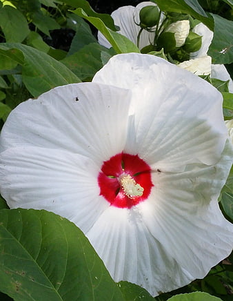 Close-up of White Hibiscus Flower with Red Center