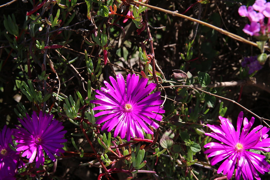 Vibrant purple ice plant flowers blooming in sunlight