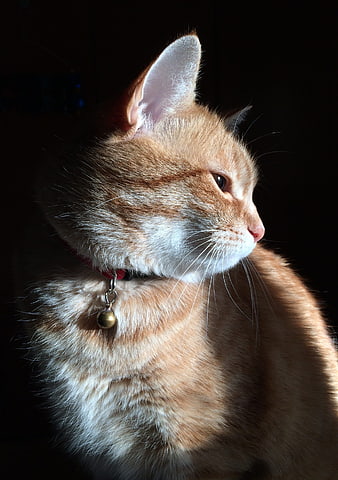 Close-up of Ginger Cat in Sunlight with Bell Collar