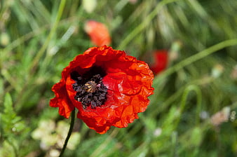 Close-up of a vibrant red poppy flower in a green meadow