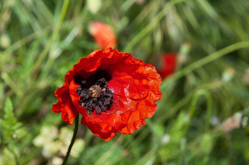 Close-up of a vibrant red poppy flower in a green meadow