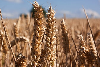 Golden Wheat Ears in Field Under Blue Sky