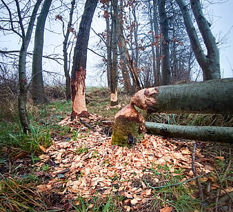 Beaver Damaged Trees in Forest with Wood Chips