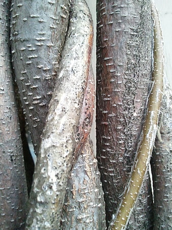Close-up of textured tree bark and vines