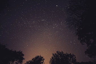 Starry Night Sky Over Silhouetted Trees