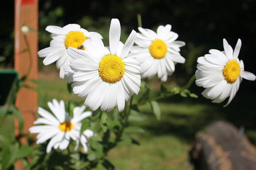 White daisies blooming in a sunny garden