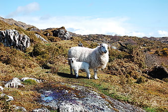 Sheep and Lamb Standing on Rocky Hillside in Rural Landscape
