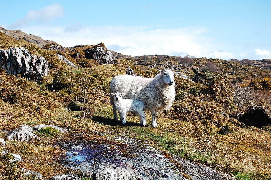Sheep and Lamb Standing on Rocky Hillside in Rural Landscape